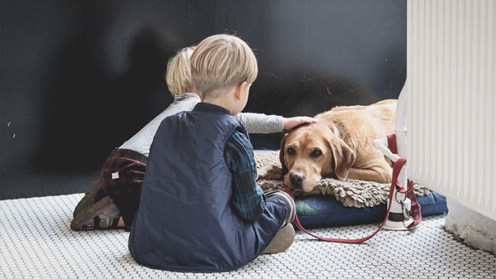 pets